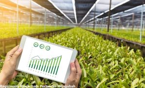 Bagaimana Blockchain Pertanian Mengubah Petani Mengelola Hasil Panen blockchain pertanian